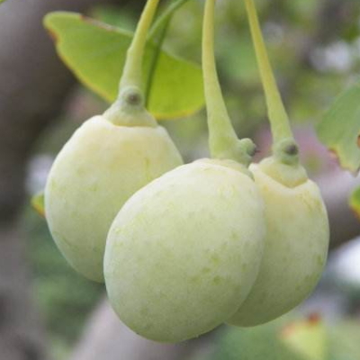 How can ginkgo fruit be cured without bitterness?