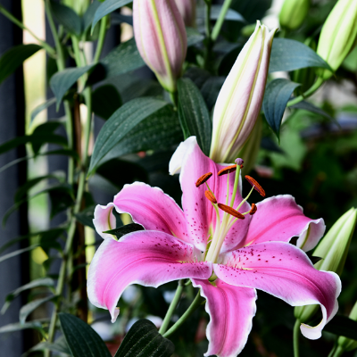 How do you keep perfume lily in water? Is it poisonous at home?