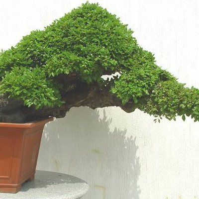 How to raise leaves of Fujian tea bonsai?