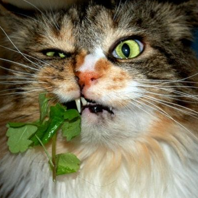 How to use cat mint and how to grow it?