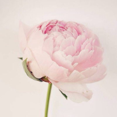 The difference between Paeonia lactiflora and Peony