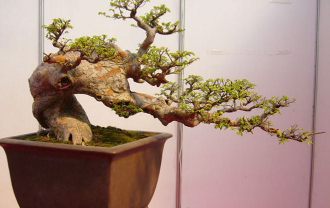 How to make bonsai correctly for elm? what are the maintenance methods of bonsai?