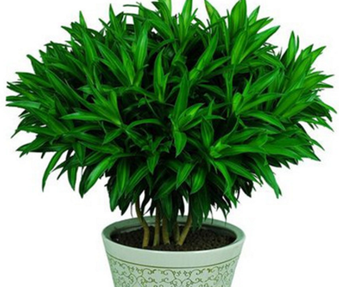 What are the breeding methods of lily bamboo? what is the flower language?