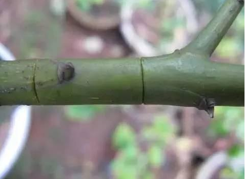 How long does it take for roses to be striped and propagated?