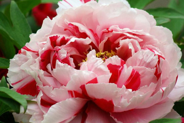 Peony culture is not suitable for potted peonies how to water peonies