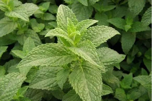 What are the culture methods and matters needing attention of mint?