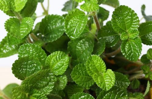 The difference between drug-addicted grass and mint is not the same plant.