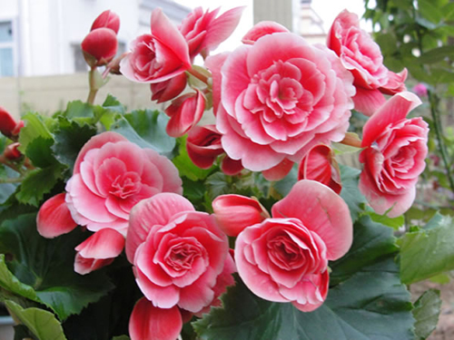 The cultivation method and precautions of Rieger Begonia should be suitable for growth and development temperature
