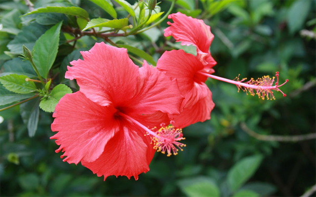 The difference between the cultivation of mulberry flowers and hibiscus is the national flower of which country.