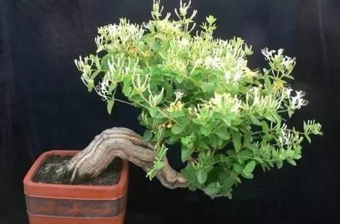 What is the price of Honeysuckle bonsai production method?
