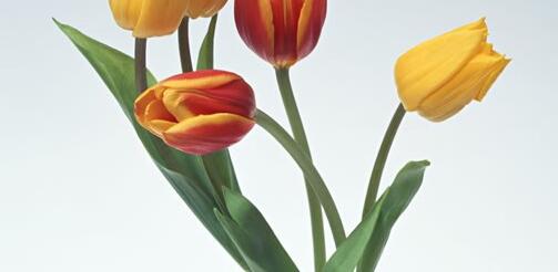 What are the ways to raise tulips?