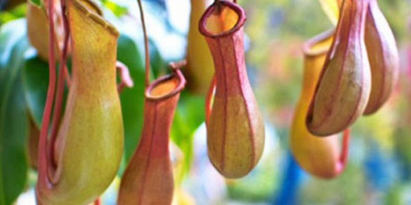 How to raise pitcher plants to teach you seven tricks to make it easier to feed