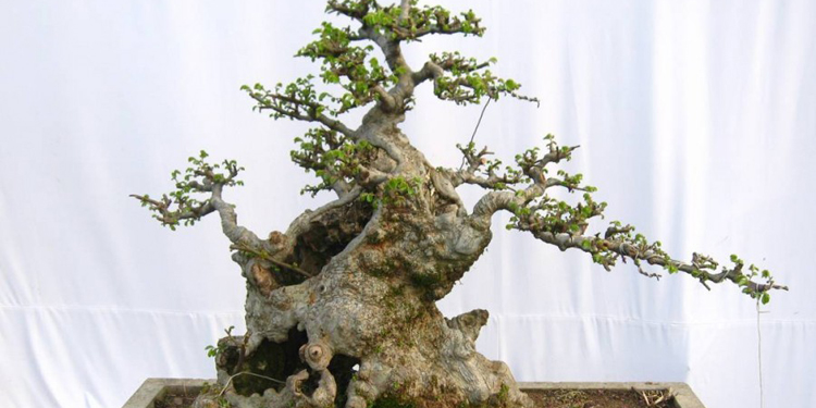 How to cultivate elm bonsai daily pruning methods