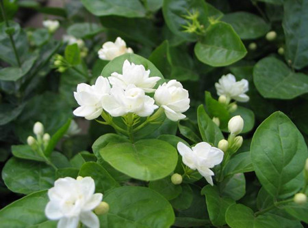 We should pay attention to these key points of how to raise jasmine.