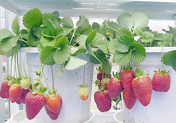 Fertilizer and planting method of potted strawberry