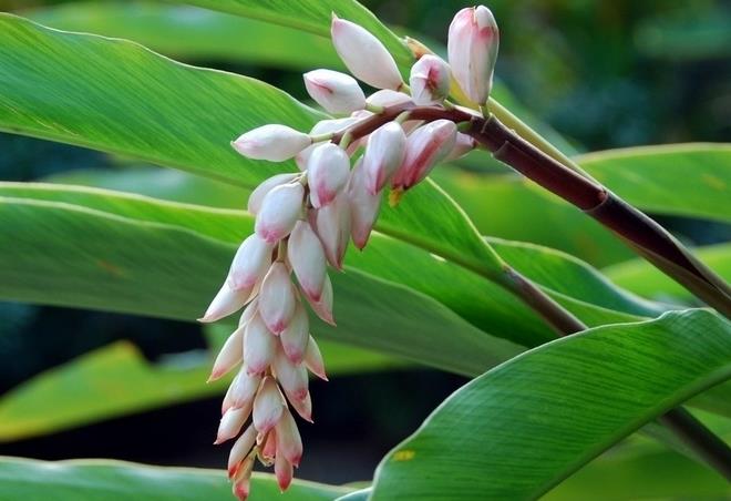 How to raise ginger flowers? Are ginger flowers poisonous?