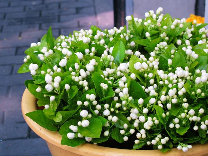 What are the growth habits of jasmine? What is the culture method of jasmine?