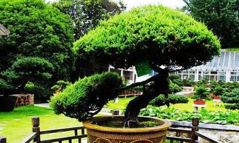 Rugao bonsai will be unveiled at the World Garden Expo and is famous for its unique shape.