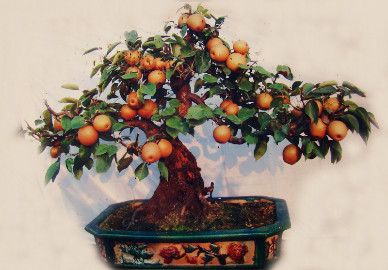 Bonsai production and maintenance of fruit trees bring nature into the room