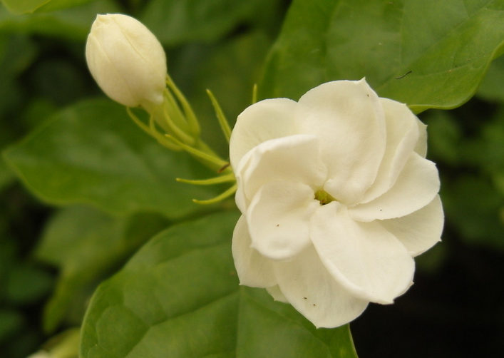 Culture methods and matters needing attention of Jasmine Flower