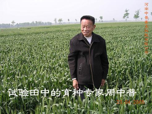 Zhong Pu, an expert in Color Wheat breeding