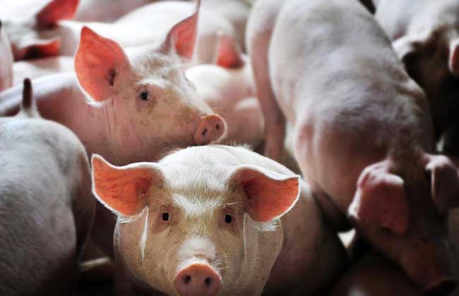 Rural pig subsidy policy in 2018