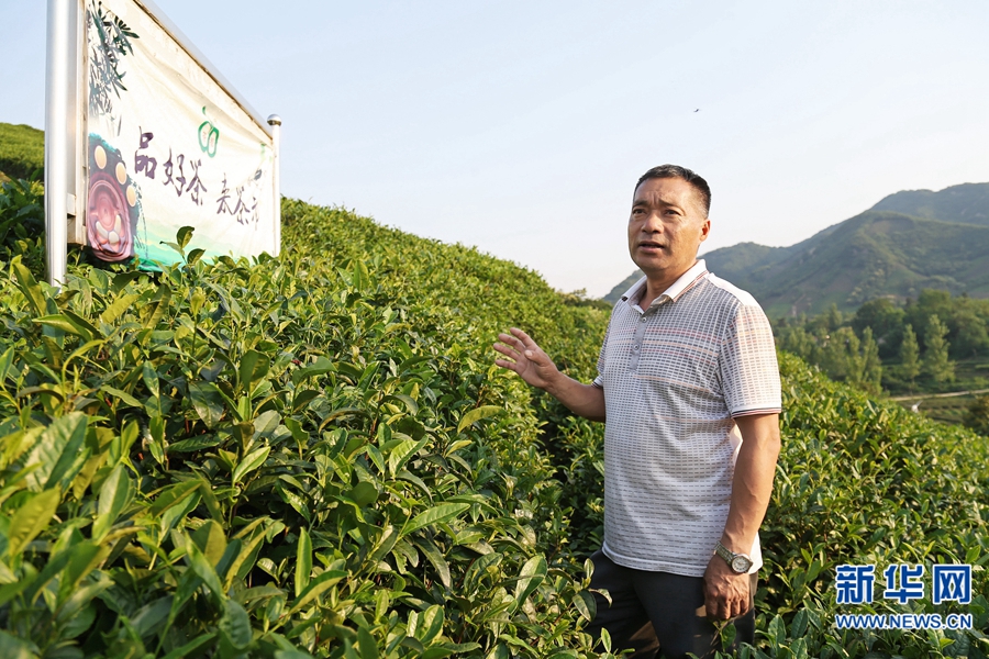 Xu Qilai: the construction of ten thousand mu tea garden aims at the century-old brand
