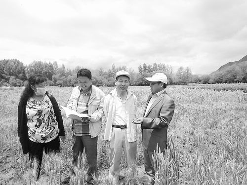 The First Successful Introduction of Colored Winter Wheat on Qinghai-Tibet Plateau