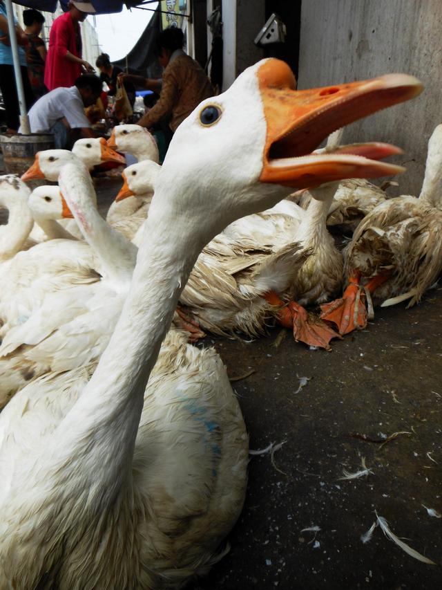 There are often chickens and ducks in the market, but why are there so few geese?