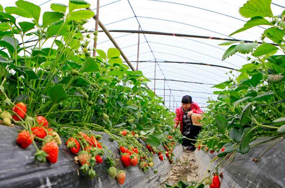 Why are strawberry prices high this year? What are the differences between greenhouse strawberries and open strawberries?