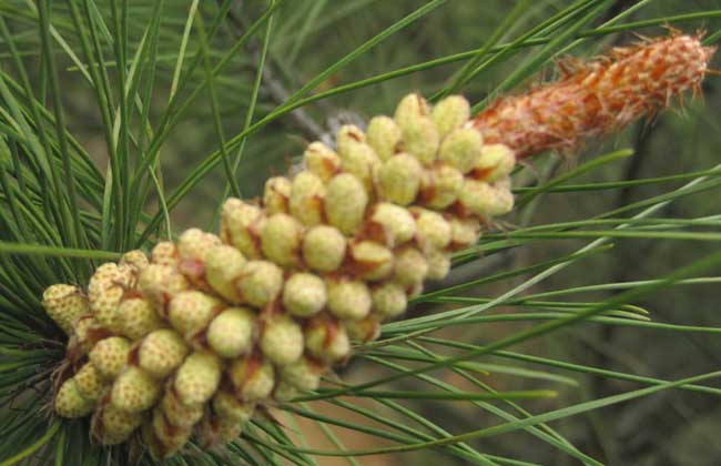 How much is the price of pine pollen?