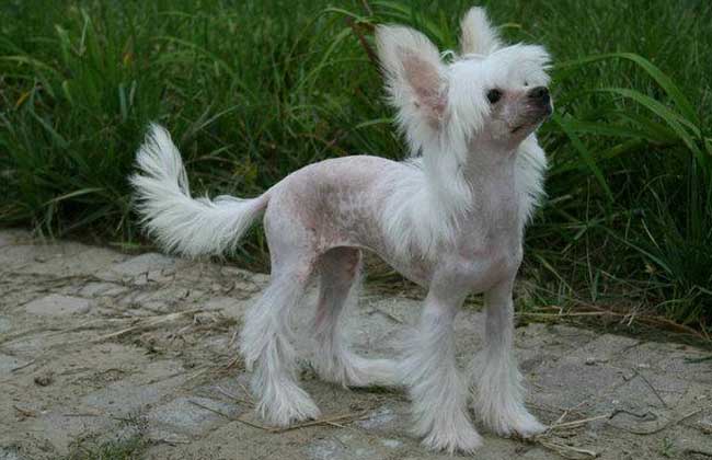 How much is a Chinese crested dog?