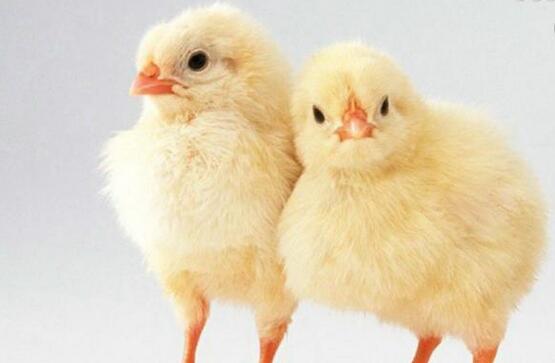 The price of white-feathered broiler chickens has soared 10-fold. Experts predict that the high price will continue until at least 2017.