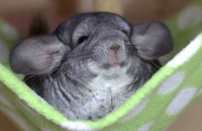 How much is a chinchilla?