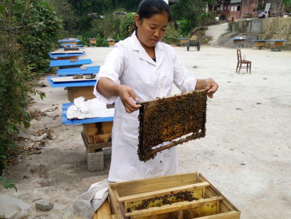 4000 barrels of little bees in Fenggang brew a new world to shake off poverty and become rich