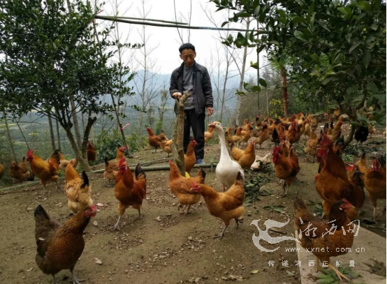 The 60-year-old Party members in Liwai Village of Baojing, Hunan Province are raising chickens on the road to prosperity.