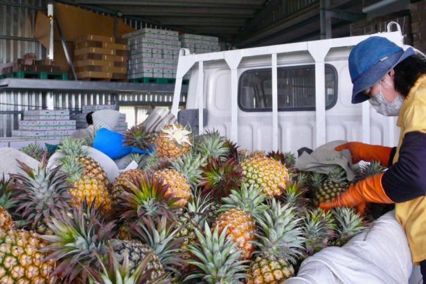 2019 Agricultural Political Trade War 03 Taiwan pineapple exports more than 90% dependent on China, sales triple jump is a blessing or a disaster?