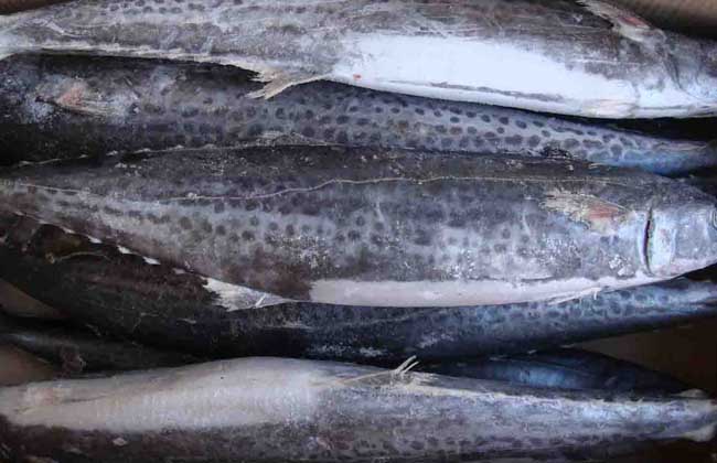 Spanish mackerel price quotation