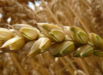 2017 Future wheat price trend forecast: wheat prices may rise sharply next year