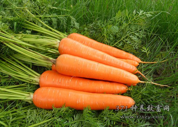 The price of carrots in Guanghan, Sichuan is low and it is difficult for farmers to make money.