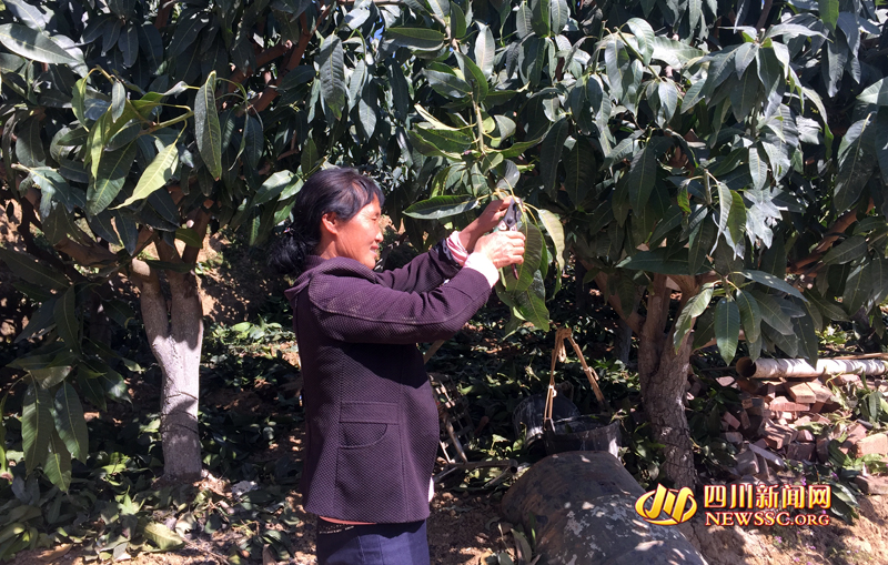 Ma Wenying: the leader of getting rich under the mango tree