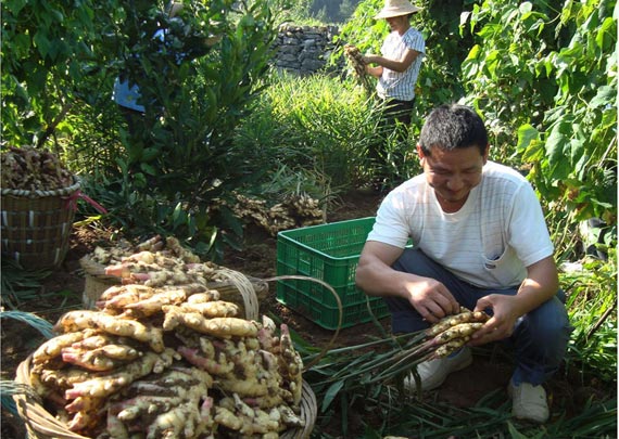 Can the price of ginger go up? What is the reason for the recent 