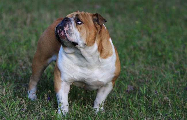 How much is an English bulldog?