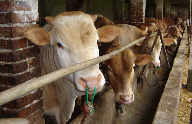 Is there a subsidy for cattle farming in rural areas?