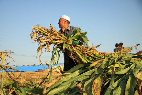 Ma Wenyi: become a professional cattle farmer and lead the villagers to a well-off society