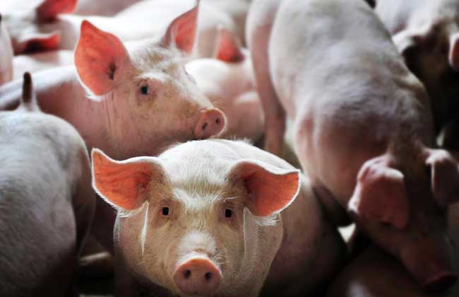 Is there a subsidy for raising pigs in rural areas?