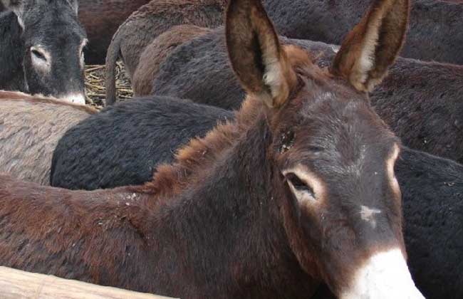 Does the state subsidize meat donkey farming?