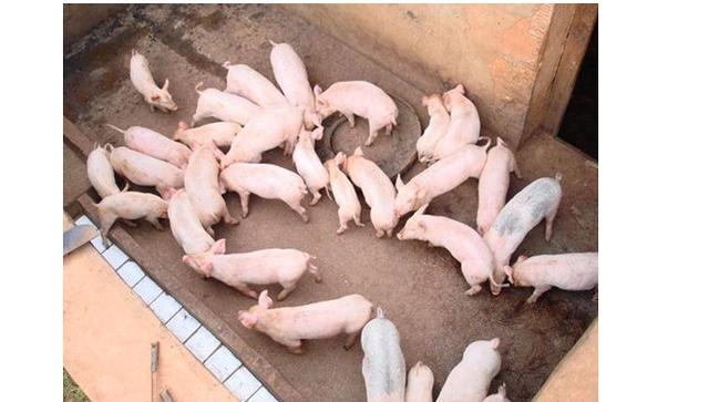The cause of piglet diarrhea and how to diagnose and distinguish it are worth collecting by pig farmers.