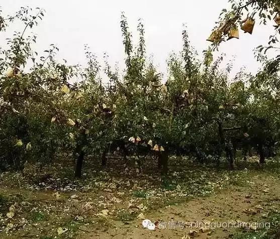 Parts of Shanxi, Shaanxi, Gansu and Sichuan all suffered severe hail disasters yesterday.