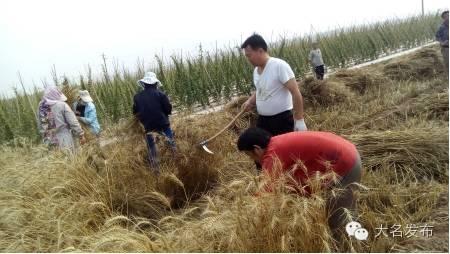 Wheat harvesting | the task force is closer to the villagers.